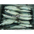eastern pacific frozen mackerel scomber japanicus